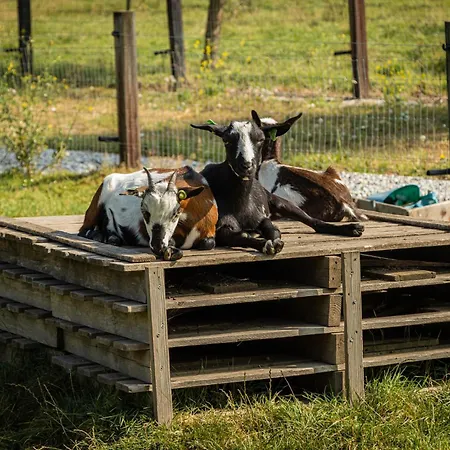 Vakantiehuis Landgoed Versteegh Nabij Heerlijkheid Mariënwaerdt